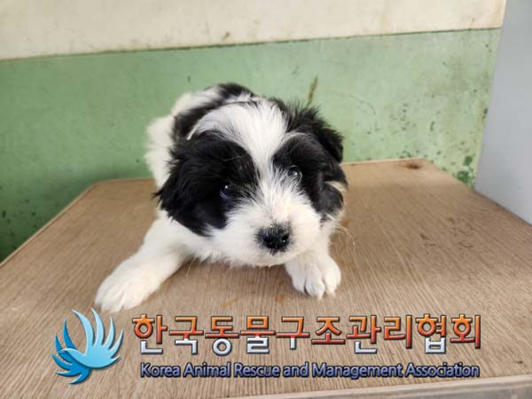 한국동물구조관리협회_441406202500064
